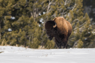 Yellowstone NP 20180118_0595.jpg