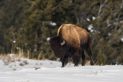 Yellowstone NP 20180118_0596.jpg