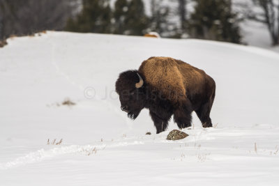 Yellowstone NP 20180118_0599.jpg