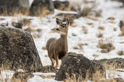 Yellowstone NP 20180118_0613.jpg