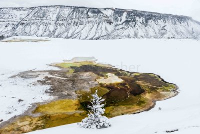 Yellowstone NP 20180119_0729.jpg
