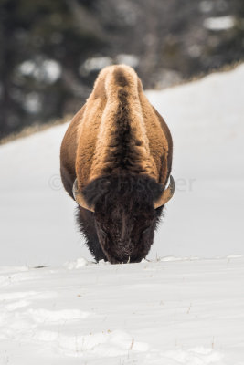 Yellowstone NP 20180118_0588.jpg