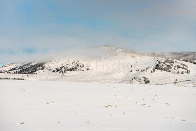 Yellowstone NP 20180120_0881.jpg