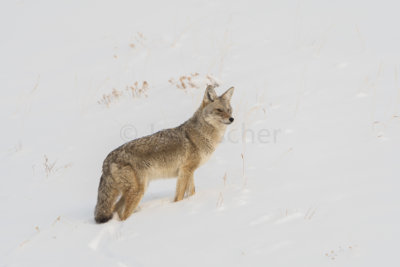 Yellowstone NP 20180120_0893.jpg