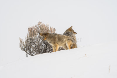 Yellowstone NP 20180120_0919.jpg