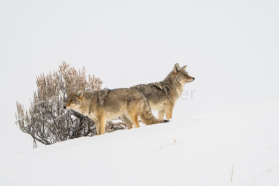 Yellowstone NP 20180120_0925.jpg