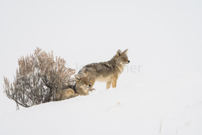 Yellowstone NP 20180120_0936.jpg