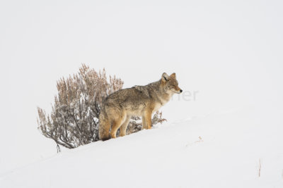 Yellowstone NP 20180120_0940.jpg