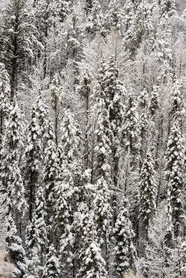 Yellowstone NP 20180120_0985.jpg