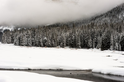 Yellowstone NP 20180120_1014.jpg