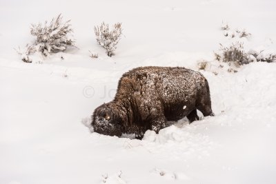Yellowstone NP 20180120_1011.jpg