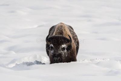 Yellowstone NP 20180120_1017.jpg