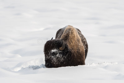 Yellowstone NP 20180120_1020.jpg