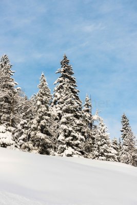 Yellowstone NP 20180120_1042.jpg