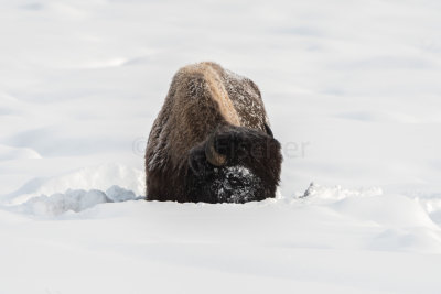Yellowstone NP 20180120_1028.jpg