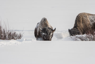 Yellowstone NP 20180120_1032.jpg