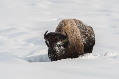 Yellowstone NP 20180120_1037.jpg