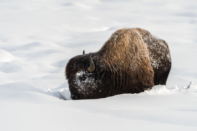 Yellowstone NP 20180120_1040.jpg