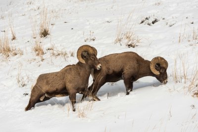 Yellowstone NP 20180120_1059.jpg