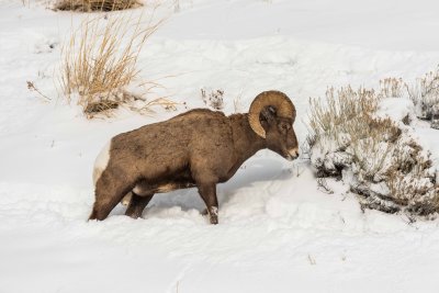 Yellowstone NP 20180120_1070.jpg