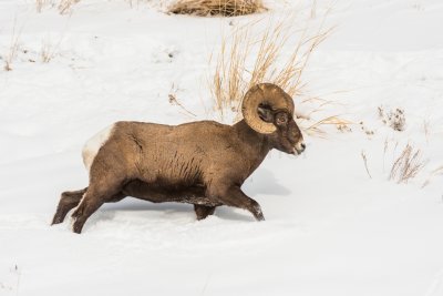 Yellowstone NP 20180120_1067.jpg