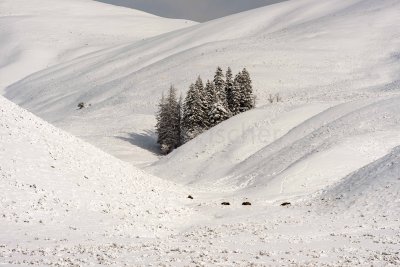 Yellowstone NP 20180120_1093.jpg