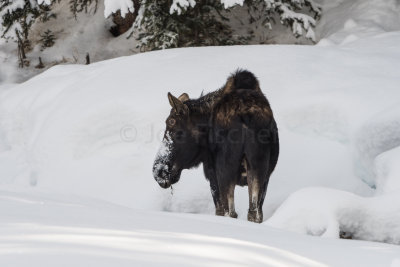 Yellowstone NP 20180120_1133.jpg