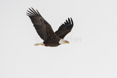 Yellowstone NP 20180120_1098.jpg