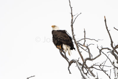 Yellowstone NP 20180120_1190.jpg