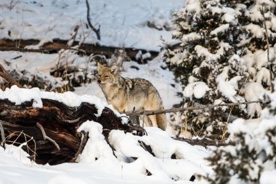 Yellowstone NP 20180120_1198.jpg