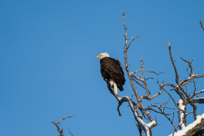 Yellowstone NP 20180120_1201.jpg