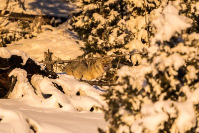 Yellowstone NP 20180120_1205.jpg