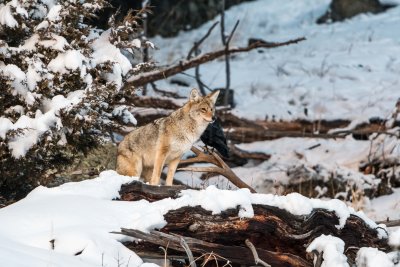 Yellowstone NP 20180120_1239.jpg