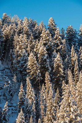Yellowstone NP 20180121_1257.jpg