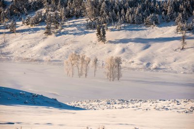 Yellowstone NP 20180121_1272.jpg