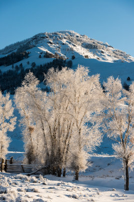 Yellowstone NP 20180121_1294.jpg