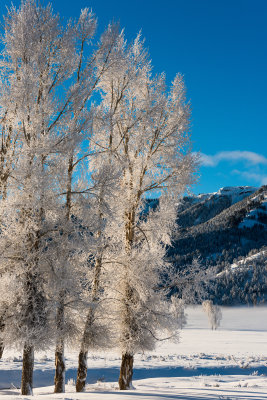 Yellowstone NP 20180121_1296.jpg