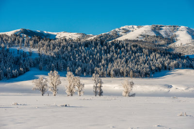 Yellowstone NP 20180121_1297.jpg