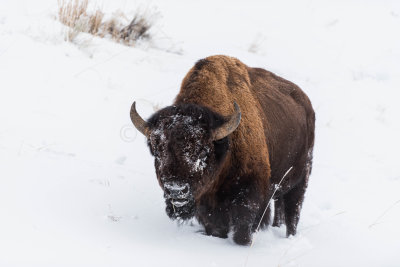Yellowstone NP 20180122_1349.jpg