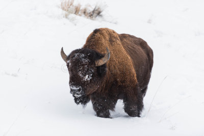 Yellowstone NP 20180122_1350.jpg