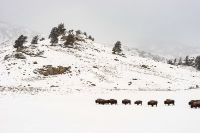 Yellowstone NP 20180122_1415.jpg