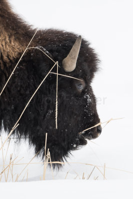 Yellowstone NP 20180122_1400.jpg