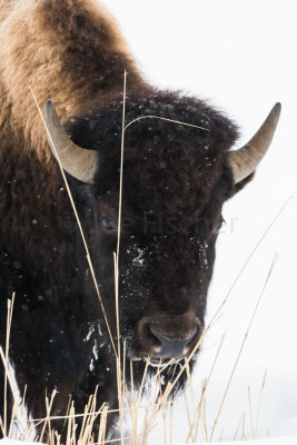 Yellowstone NP 20180122_1402.jpg