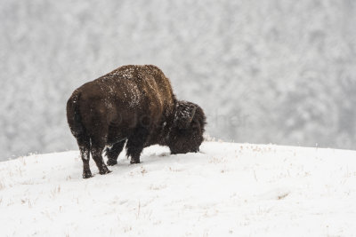 Yellowstone NP 20180122_1420.jpg