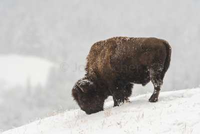 Yellowstone NP 20180122_1422.jpg