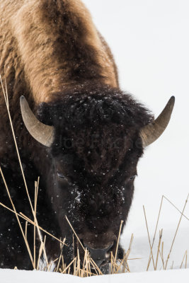 Yellowstone NP 20180122_1404.jpg