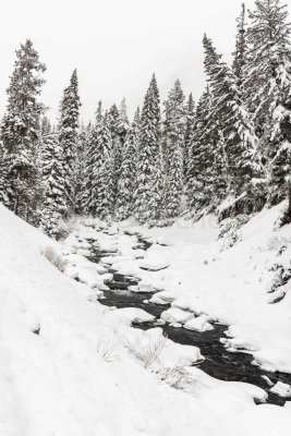 Yellowstone NP 20180122_1426.jpg