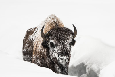 Yellowstone NP 20180122_1434.jpg
