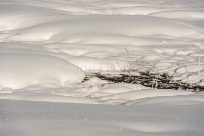 Yellowstone NP 20180123_1529.jpg