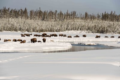 Yellowstone NP 20180123_1531.jpg